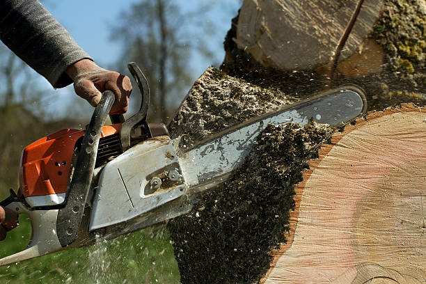 How Our Tree Care Process Works  in  Escalon, CA