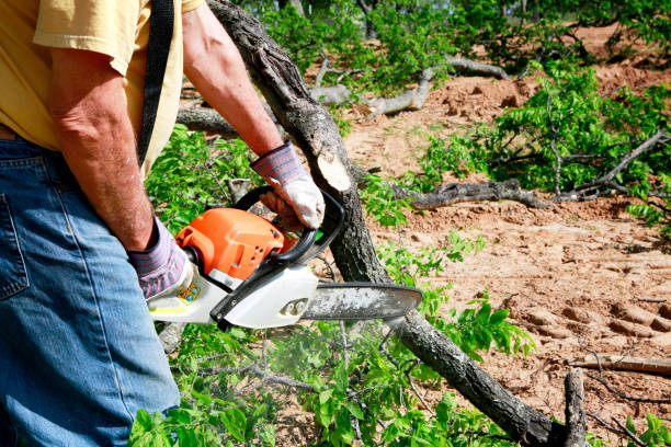 Best Tree and Shrub Care  in Eslon, CA
